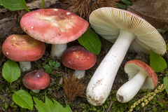 Russula aurora