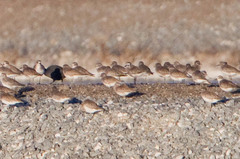 Pluvialis squatarola