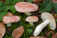 Russula aurora