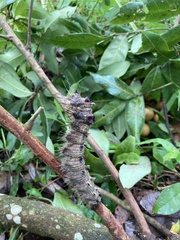 Lebeda nobilis