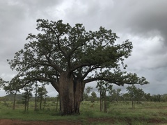 Adansonia gregorii