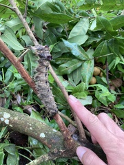 Lebeda nobilis