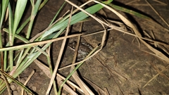Leptodactylus fragilis