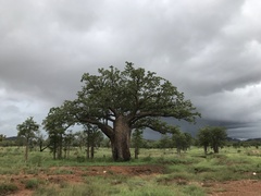 Adansonia gregorii