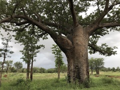 Adansonia gregorii