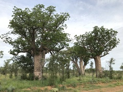 Adansonia gregorii