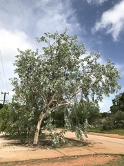 Eucalyptus pantoleuca