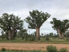 Adansonia gregorii