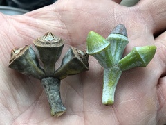 Eucalyptus pantoleuca