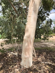Eucalyptus pantoleuca