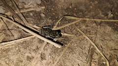 Eleutherodactylus leprus