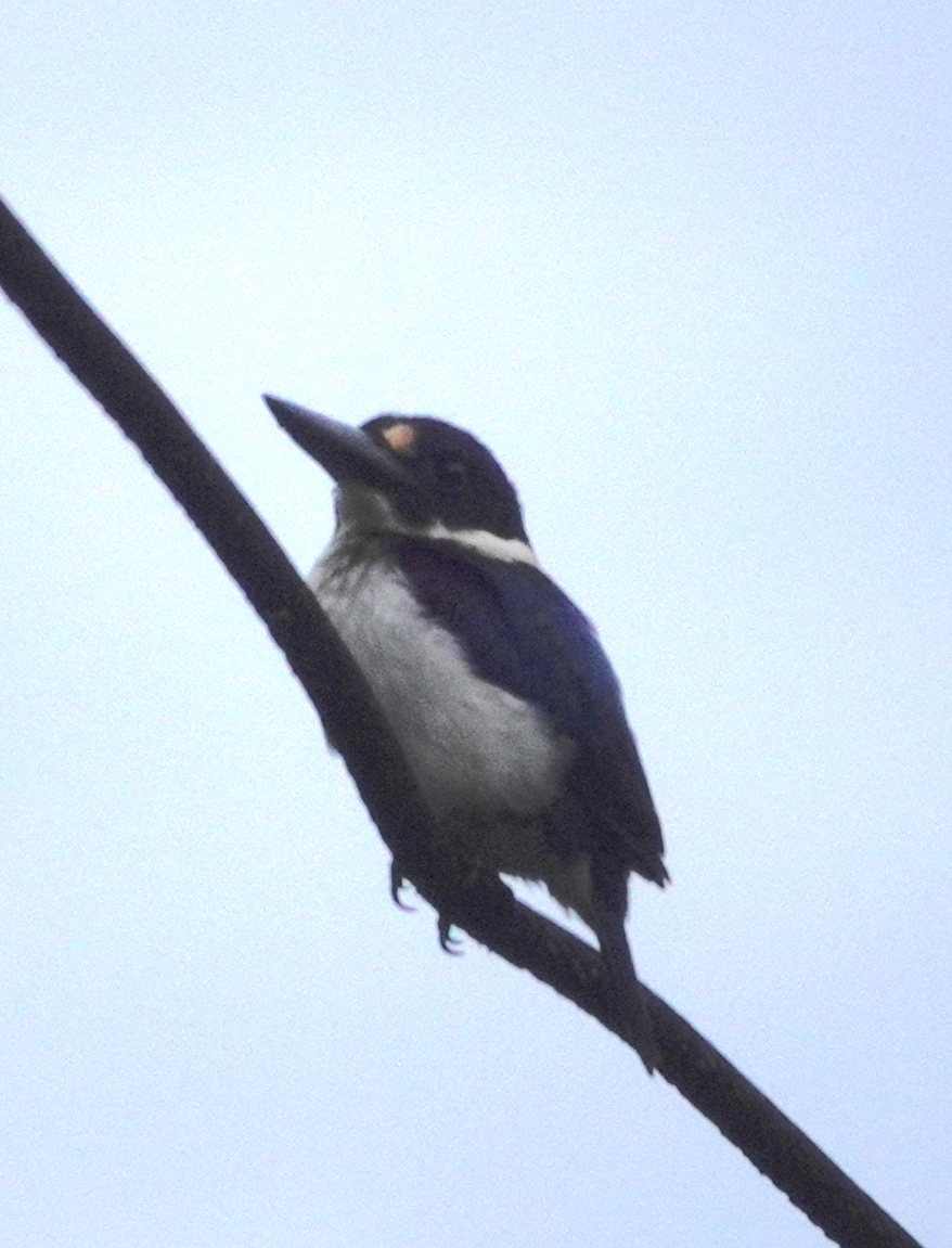 Blue-and-white Kingfisher (Todiramphus diops), photo 4