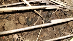 Eleutherodactylus leprus