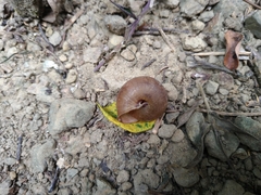 Satsuma