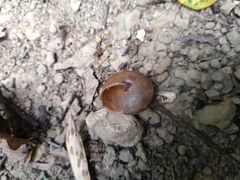 Satsuma