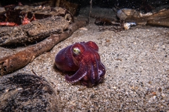 Rossia pacifica