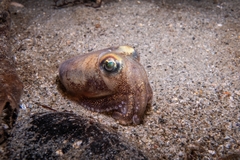 Rossia pacifica