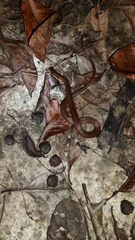 Coniophanes imperialis