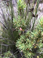 Brachyloma ericoides