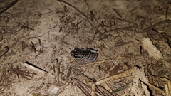 Eleutherodactylus leprus