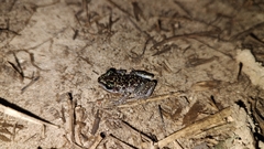 Eleutherodactylus leprus