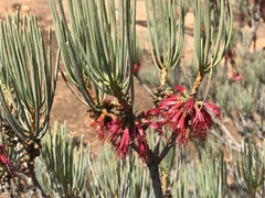 Melaleuca tuberosa
