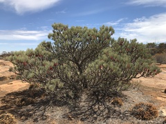 Melaleuca tuberosa