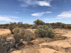 Melaleuca tuberosa
