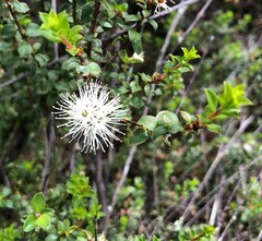 Kunzea pomifera