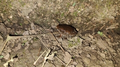 Hypopachus variolosus