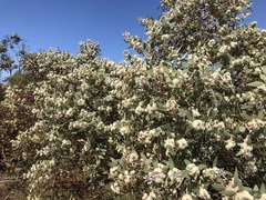 Eucalyptus pleurocarpa