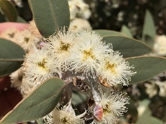 Eucalyptus pleurocarpa