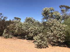 Eucalyptus pleurocarpa