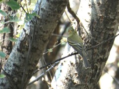 Empidonax