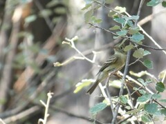 Empidonax