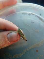 Chorthippus fallax fallax