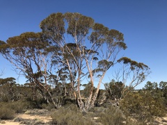 Eucalyptus incrassata