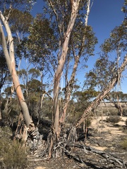 Eucalyptus incrassata