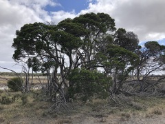 Melaleuca halmaturorum