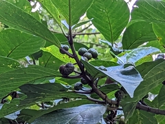 Ficus benguetensis