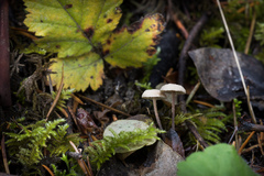 Mycetinis copelandii