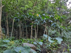 Ficus benguetensis