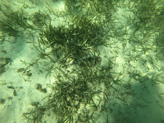 Urobatis jamaicensis