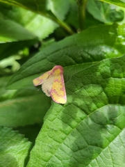 Psectrotarsia suavis