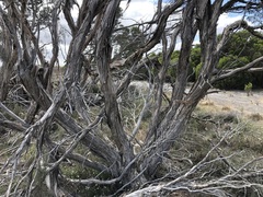 Melaleuca halmaturorum