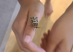 Apantesis incorrupta