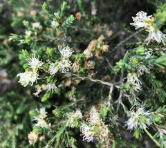 Melaleuca halmaturorum