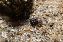 Mesocrangon munitella