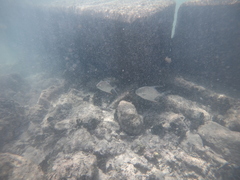 Trachinotus