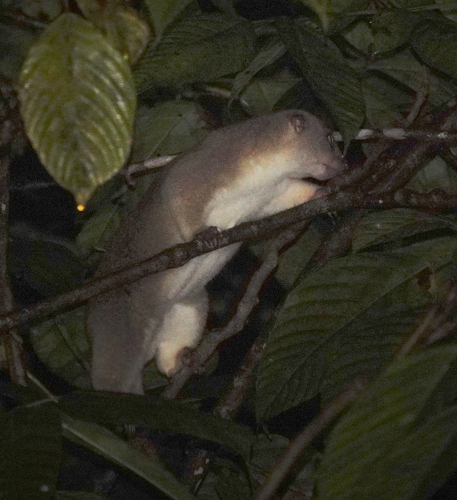 Obi Cuscus